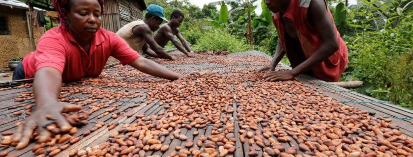 People work with cocoa beans in Enchi June 17, 2014. Picture taken June 17, 2014. To match Insight GHANA-IVORYCOAST/COCOA       REUTERS/Thierry Gouegnon (GHANA - Tags: BUSINESS AGRICULTURE FOOD) - RTR40ECS